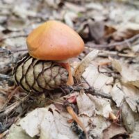 DofE – kvalifikačné expedície (101/120)